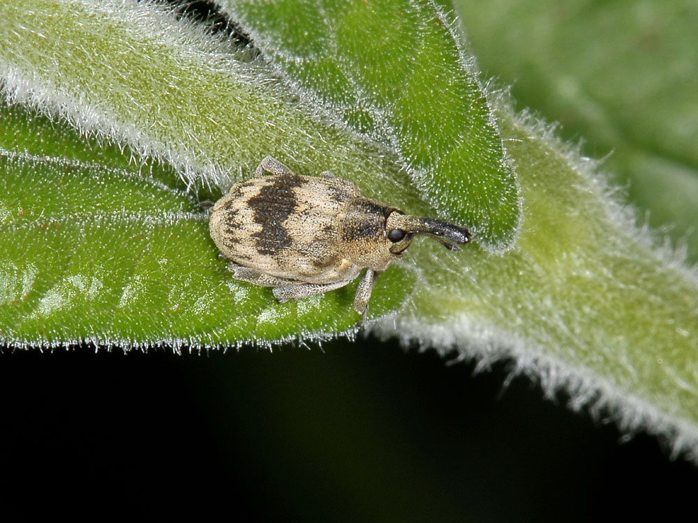 Tapeinotus sellatus - Curculionidae